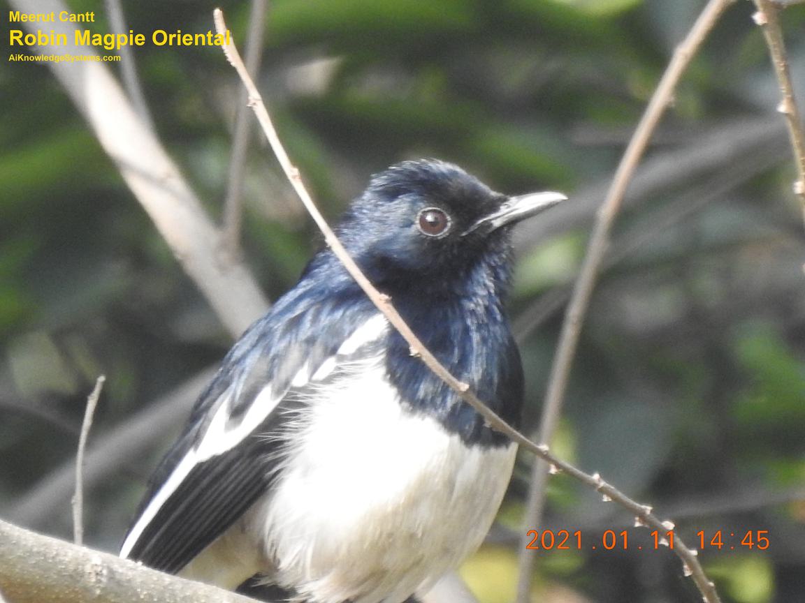 Magpie Robin (100) Coming Soon